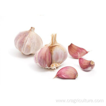 Natural Fresh Red Garlic Vegetables Price